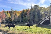 Elche, Omega Parc, Quebec
