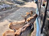 Wapitis, Omega Parc, Quebec
