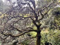 Butchart Garden, Vancouver Island
