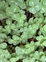 Butchart Garden, Vancouver Island