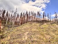 Verbrannter Wald im Jasper NP