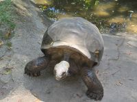 Botanischer Garten Riesenschildkröte
