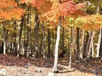 Indian Summer im Omega Parc