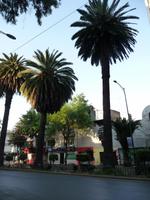 Palmen vor unserem Hotel in Mexico-City