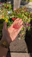 Blattfärbung zum Indian Summer