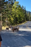 Bergschafe am Mount Norquay Lookout bei Banff
