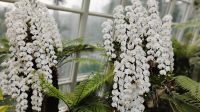Orchideengarten im Botanischen Garten Singapur 