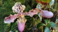 Orchideengarten im Botanischen Garten Singapur 