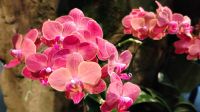 Orchideengarten im Botanischen Garten Singapur 