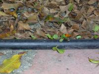 Blattschneiderameisen