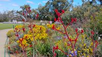 Kings Park, Perth 