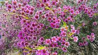 Kings Park, Perth 