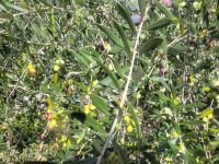 Olivenbäume/Kroatien