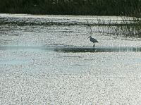 Nachmittagsstimmung in der Camargue