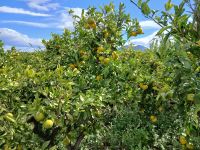 Blick in die Mandarinenplantage