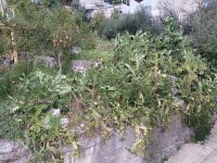 Blick in einen Vorgarten von Podgora