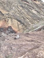 Tag 4 Blick auf Möwe am Lava-Felsen Sao Lourenco 