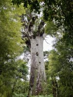 Tane Mahuta, „Herr des Waldes“