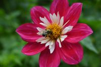 2. Tag - Halifax Public Garden (3)