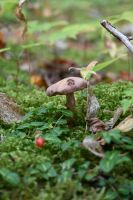 4. Tag - Cabot Trail (15)