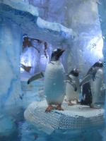 Dubai Mall Aquarium