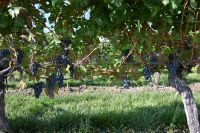 15. Tag - Weinprobe (7)