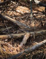 Algonquin Park Holzfäller Weg - Kanada 