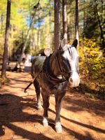 Algonquin Park Holzfäller Weg - Kanada 