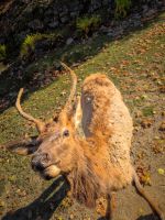 Omega Tierpark - Kanada 