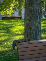 Mittagspause in Montreal Downtown - Kanada 