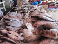 Sharjah Fischmarkt