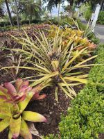 Tag 6 Blick auf Ananasgewächs im Botanischen Garten Funchal 