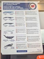 Walbeobachtung Sankt-Lorenz-Strom - Kanada 