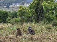 Arusha-Nationalpark, Pavian-Familie