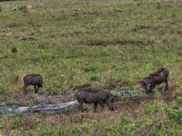 Arusha-Nationalpark, Warzenschweine auf Futtersuche