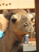Al Ain Kamelmarkt