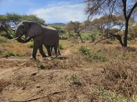 Elefant im Lake Manyara