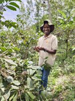 Kaffeeplantage -Pflücken von Kaffeebohnen