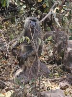 Lake Manyara, Pavian