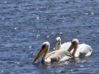 Ngorongorokrater, Pelikane