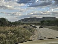 Serengeti,  Gnus und Zebras überqueren die Straße