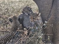 Serengeti, drei Geparden