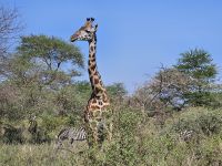Serengeti, Giraffe präsentiert ihren Hals