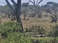 Serengeti, Krokodil unter dem Baum