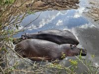 Serengeti, schlafende Nilpferde
