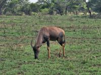 Serengeti, Tapi