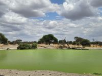 Tarangire Nationalpark - Blick auf Störche