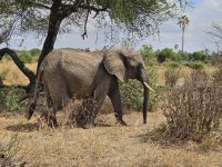 Tarangire-Nationalpark - Elefant