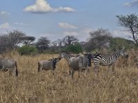 Tarangire-Nationalpark, Gnus und Zebras