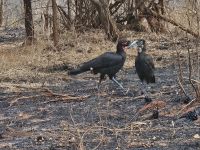 Tarangire-Nationalpark, Kaffeehornrab mit Weibchen